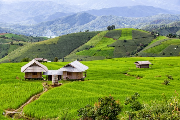 Zieleń Tarasował Rice Pole W Pa Pong Pieng, Mae Chaem, Chiang Mai Prowincja, Tajlandia