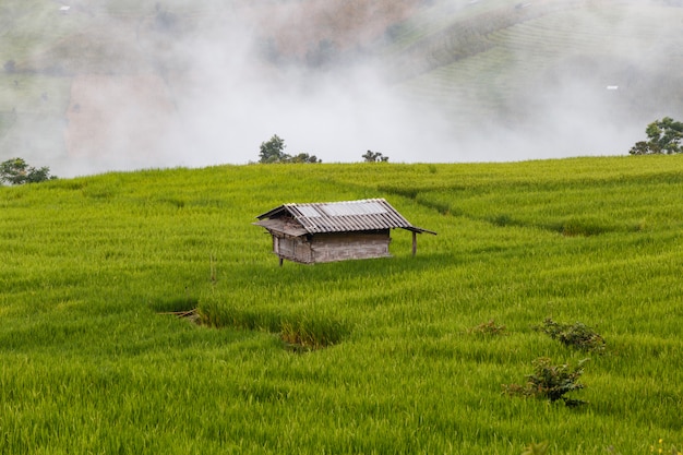 Zieleń Tarasujący Rice Pole w Pa Pong Pieng, Mae Chaem, Chiang Mai, Tajlandia