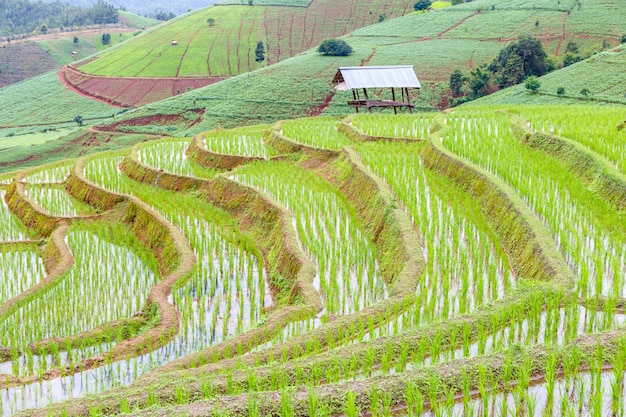 Zieleń Tarasujący Rice Pole w Pa Pong Pieng, Mae Chaem, Chiang Mai, Tajlandia