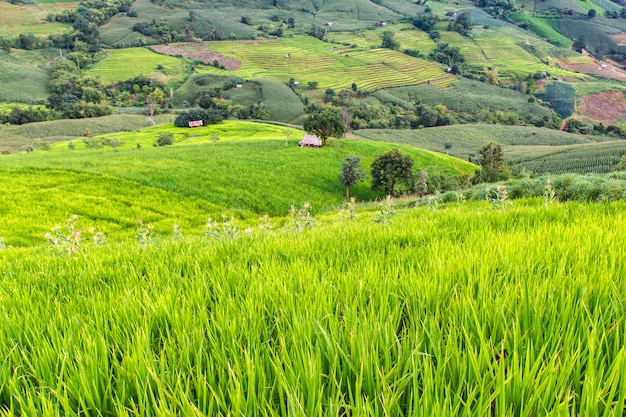 Zieleń Tarasujący Rice Pole w Pa Pong Pieng, Mae Chaem, Chiang Mai, Tajlandia