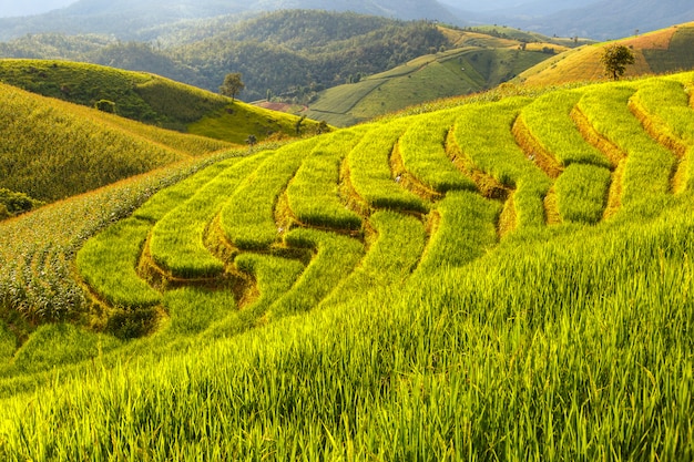 Zieleń Tarasujący Rice Pole w Pa Pong Pieng, Mae Chaem, Chiang Mai, Tajlandia