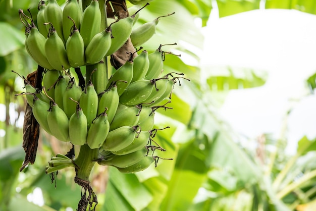 Zieleń tło natura roślina i liść Banan