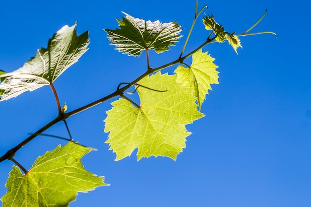 Zieleni Winogradu Winogrona Liście W Lata Zakończeniu Up