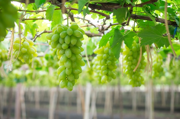 Zieleni winogrona wiesza na krzaku, Damnoen Saduk, Ratchaburi prowincja. Tajlandia