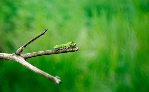 Zielona armia robak Spodoptera frugiperda na zielonym liściu i ogrodzie