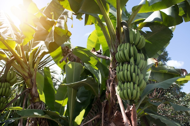 Zielona banana grona