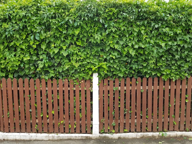 Zdjęcie zielona brama na ogrodzie