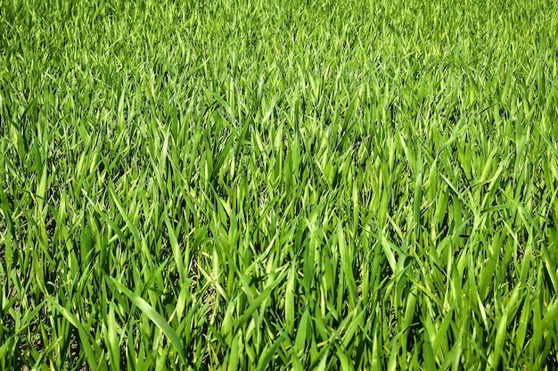Zdjęcie zielona bujna trawa jako tekstura