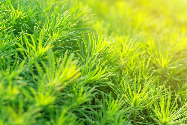 Zielona dekoracyjna trawa w świetle słonecznym jako tło, tekstura.