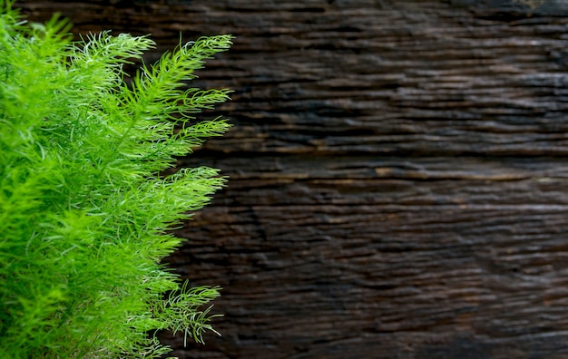 Zdjęcie zielona doniczkowa roślina, drzewa w cementowym garnku na drewnianym tle.