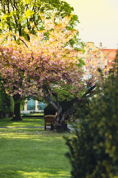 Zielona drewniana ławka w parku w słoneczny dzień w sezonie jesień wiosna lato Publiczny park Olivia