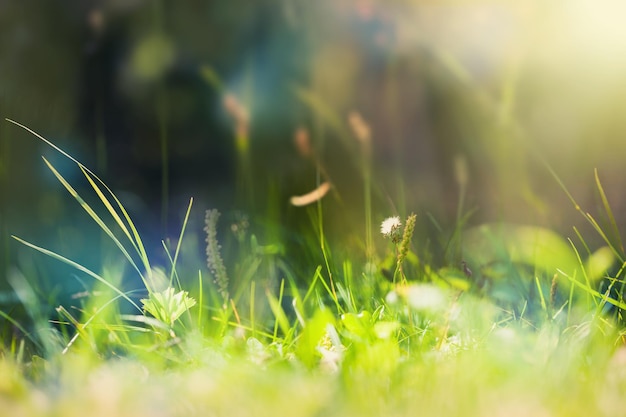 Zielona dzika trawa na leśnej łące. Obraz makro z małą głębią ostrości. Filtr vintage