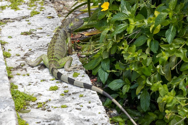 Zielona egzotyczna iguana wśród zielonych liści dzikich gadów zwierząt tropikalnych