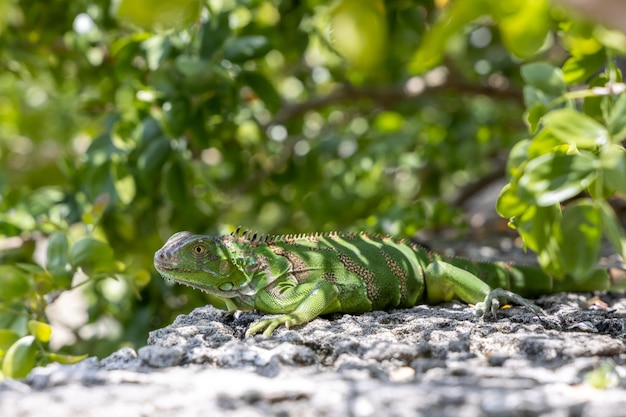 Zielona egzotyczna iguana wśród zielonych liści dzikich gadów zwierząt tropikalnych