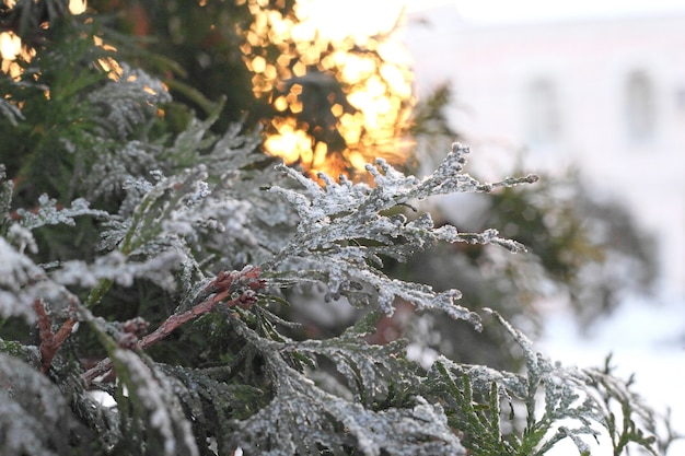 Zielona Gałąź Arborvitae W śniegu