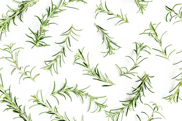 Zielona gałąź i liście rozmarynu na białym tle zioła płasko leżał widok z góry