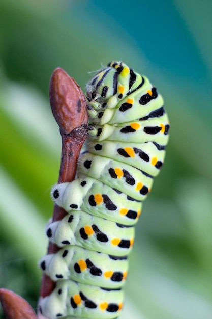 Zielona Gąsienica Z Jaskółczym Ogonem Gąsienica Rzadkiego Motyla Pazia Papilio Polyxenes