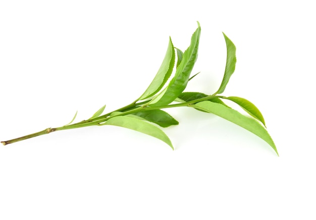 Zdjęcie zielona herbata liść odizolowywający na białym tle