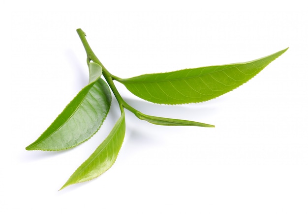 Zielona herbata liść odizolowywający na biel powierzchni