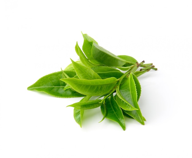Zielona herbata liść odizolowywający na bielu