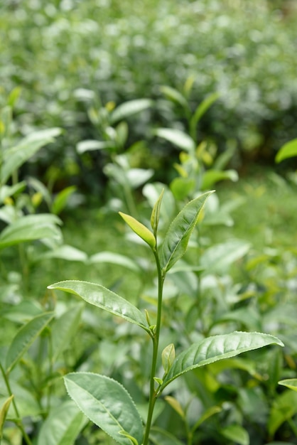 Zielona herbata pozostawia w plantacji herbaty.