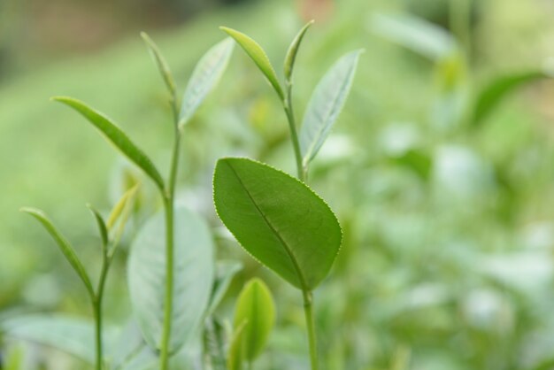 Zielona herbata pozostawia w plantacji herbaty.