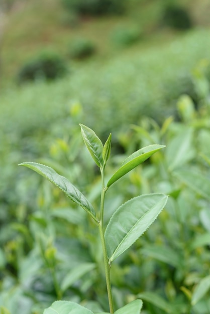 Zielona herbata pozostawia w plantacji herbaty.