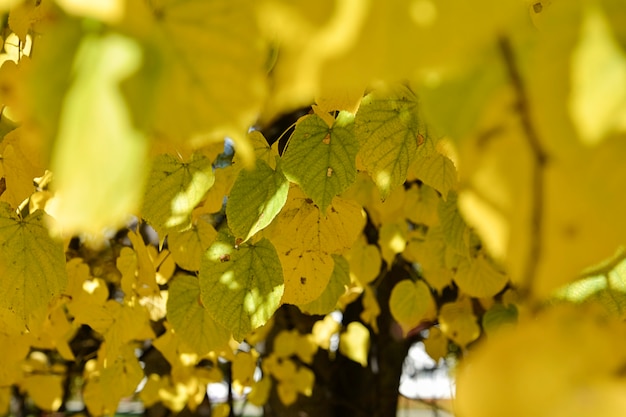 Zielona i żółta nakrętka opuszcza na zamazanym przedpolu kolorowy żółty ulistnienie na drzewach