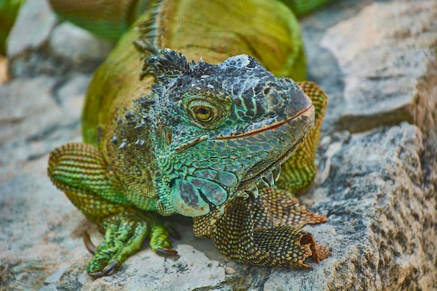 Zielona Iguana Pacyfiku 2