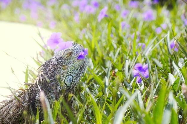 Zielona iguana w meksyku z copyspace na plaży