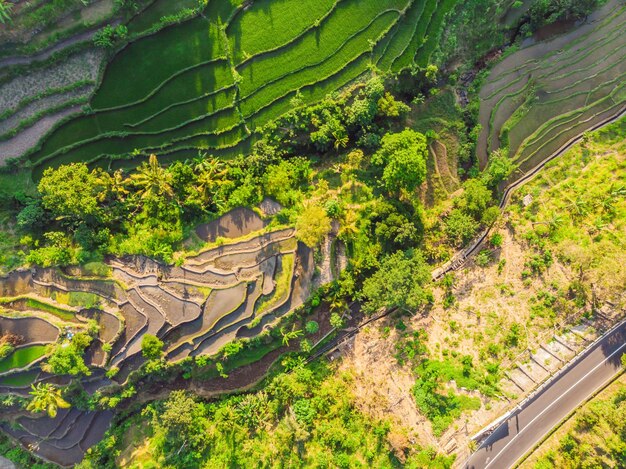 Zielona Kaskadowa Plantacja Ryżu Na Bali Indonezja