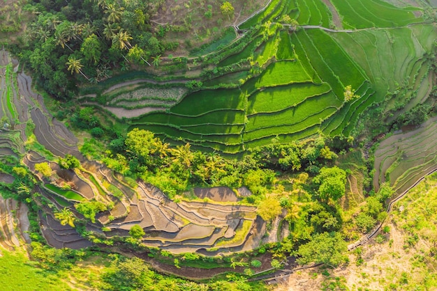 Zielona kaskadowa plantacja ryżu na Bali Indonezja