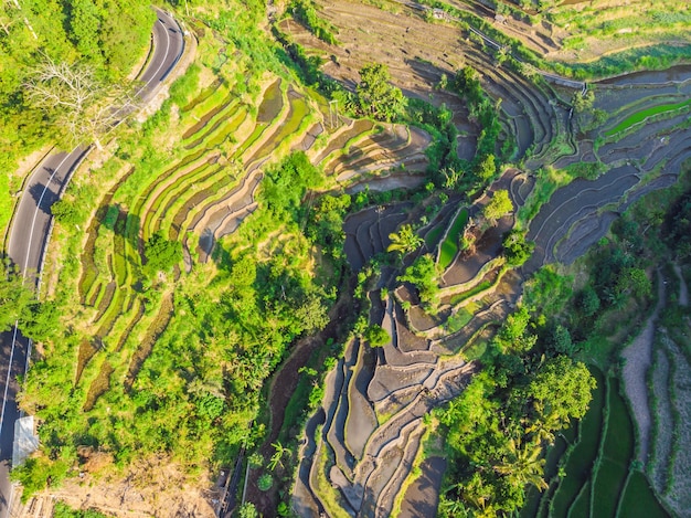 Zielona kaskadowa plantacja ryżu na Bali Indonezja