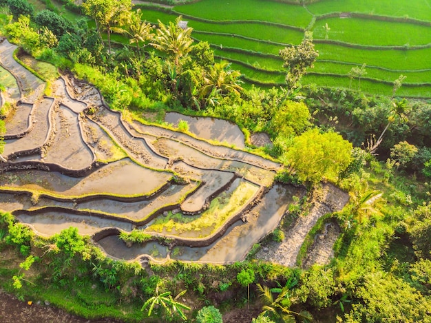 Zielona kaskadowa plantacja ryżu na Bali Indonezja