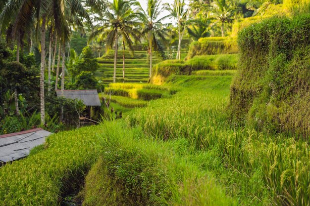 Zielona kaskadowa plantacja ryżu na tarasie Tegalalang. Bali, Indonezja.