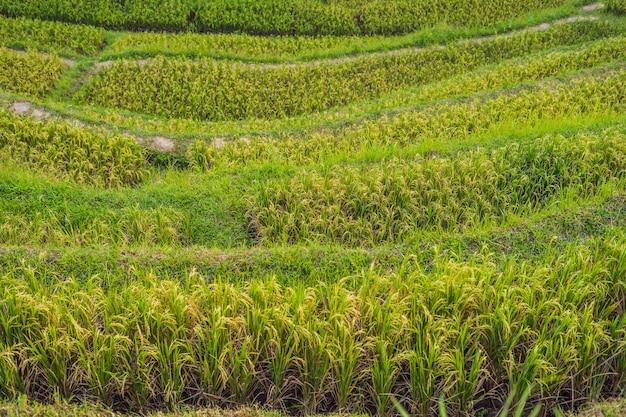 Zielona kaskadowa plantacja ryżu na tarasie Tegalalang. Bali, Indonezja