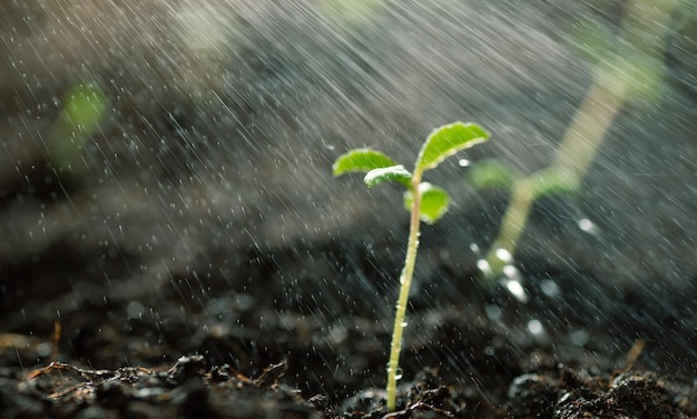 Zielona kiełka wyrastająca z ziemi Podlewanie nasion wodą deszcz pada na małą zieloną kiełkę Nowa lub startowa koncepcja