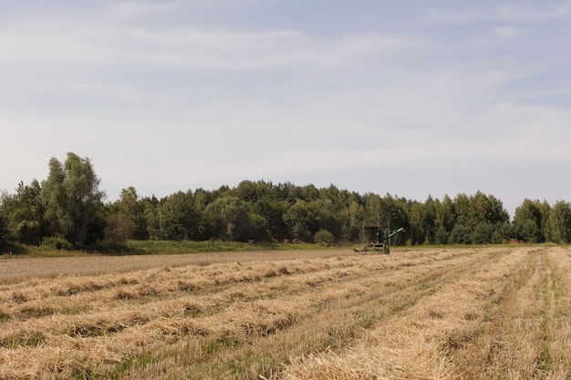 Zielona kombajn zbożowy w polu