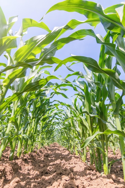 Zielona kukurydza rośnie na polu. Zielone rośliny kukurydzy.