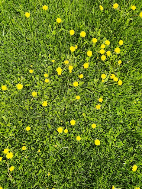 Zielona łąka i kwiaty mniszka lekarskiego Wiosna natura tło