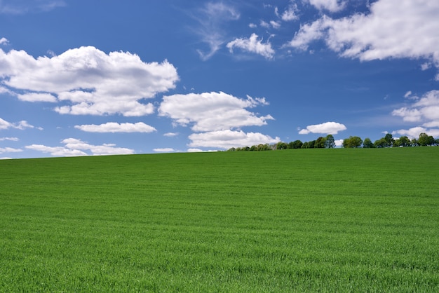 Zielona łąka i niebieskie niebo z chmurami przy zmierzchem