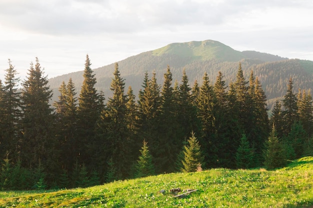 Zielona łąka świerkowy las i górska łąka w wieczornym słońcu Góra Berlebashka Karpaty Marmaroshchyna Maramures Ukraina