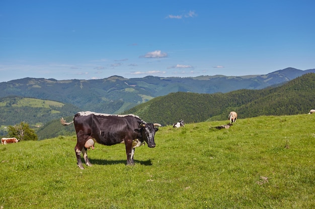 Zielona łąka w górach i krowy