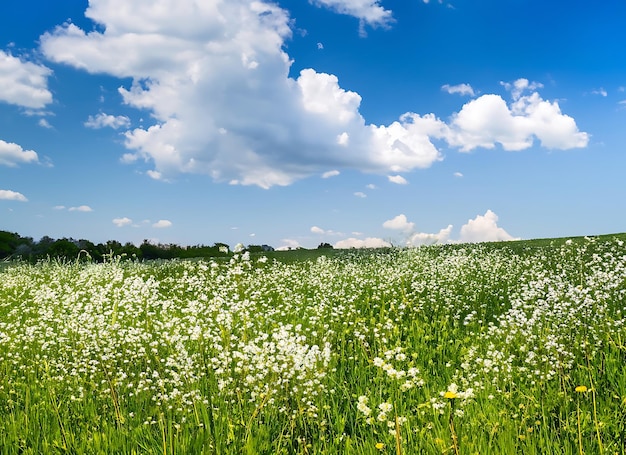 Zielona łąka z białymi kwiatami i niebieskie niebo z białyми chmurami