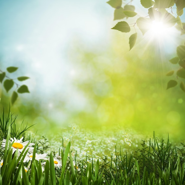 Zielona łąka z naturalnymi tłem stokrotek dla twojego projektu