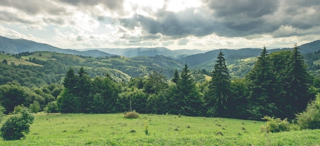 Zielona łąka Z Sosnami Na Górskiej Panoramie Tła