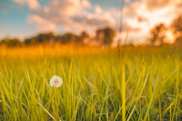 Zielona letnia łąka z dmuchawcami o zachodzie słońca Natura idylliczne tło