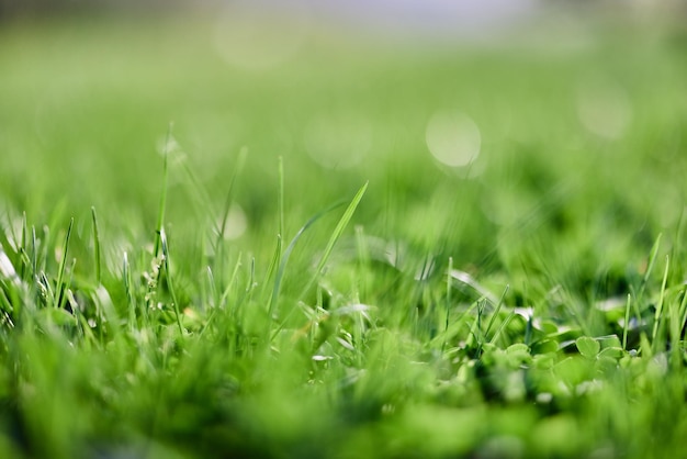 Zielona letnia trawa w promieniach słońca zachowująca naturę ziemi