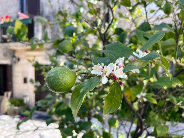 Zielona limonka na kwitnącej gałęzi drzewa