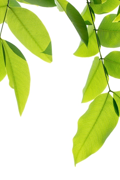 Zielona liść rama odizolowywająca na białym tle